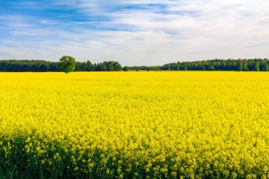 Çiçek açan bir tecavüz alanı manzarası