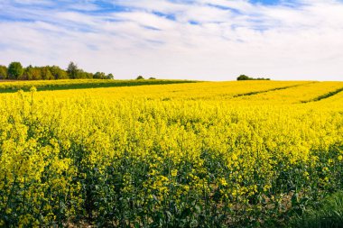 Çiçek açan bir tecavüz alanı manzarası