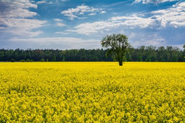 Çiçek açan bir tecavüz alanı manzarası