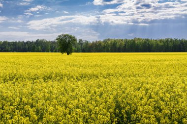 Çiçek açan bir tecavüz alanı manzarası