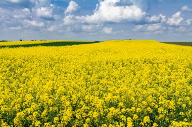 Çiçek açan bir tecavüz alanı manzarası