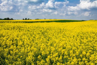 Çiçek açan bir tecavüz alanı manzarası