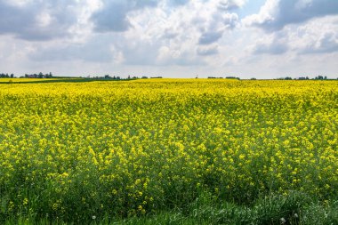 Çiçek açan bir tecavüz alanı manzarası