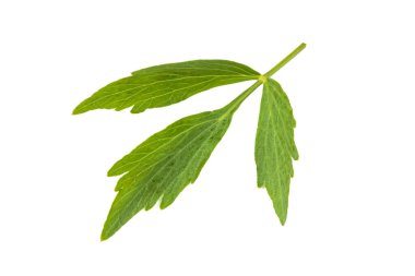 Beyaz arkaplanda bahçe sevgisi