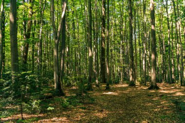 Güneşli bir günde yaprak döken orman