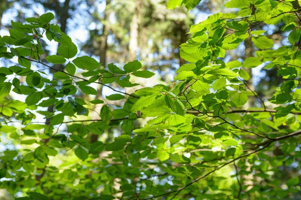 Grüne Birkenblätter Der Sonne — Stockfoto