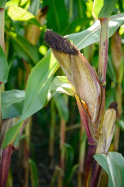 Olgun mısır mısır koçanı alanında