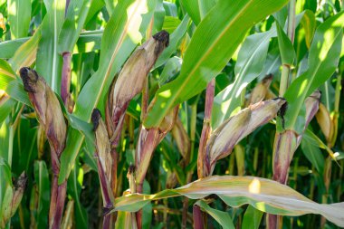 Olgun mısır mısır koçanı alanında