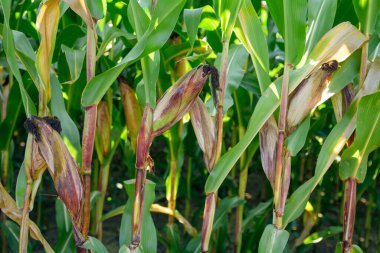 Olgun mısır mısır koçanı alanında