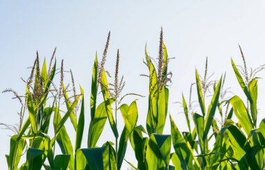 Close up of corn field with blue sky in the background clipart