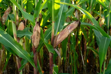 Olgun mısır mısır koçanı alanında