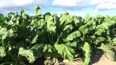 Endüstriyel ölçekte şeker pancarı yetiştirme