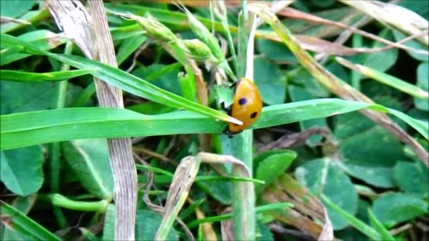 Ladybug Green Grass Leaves — Stock Video