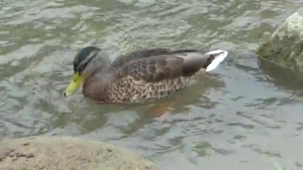 Ente Schwimmt Auf Dem Teich — Stockvideo