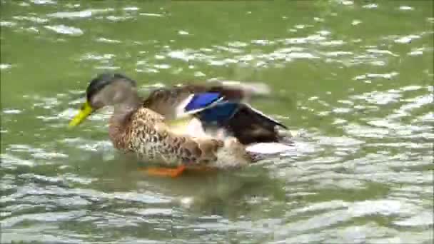 池で泳いでいるアヒル — ストック動画