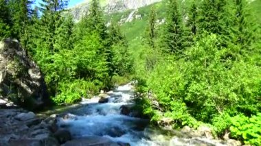 Polonya 'daki Tatra Dağları' ndaki dağ deresi