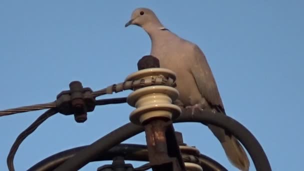 Pigeon Sur Poteau Puissance — Video
