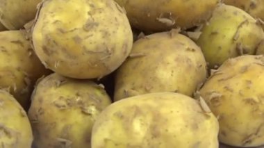 Genç patatesler dönüşümlü olarak