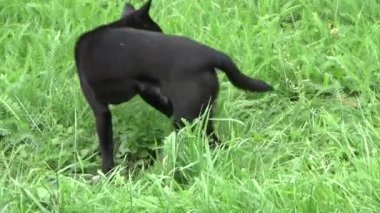 Yeşil çimenlerin üzerinde genç köpek