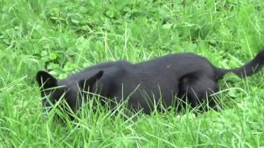 Yeşil çimenlerin üzerinde genç köpek