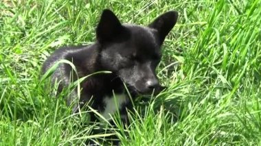 Yeşil çimenlerin üzerinde genç köpek