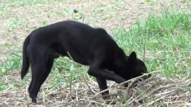 Yeşil çimenlerin üzerinde genç köpek