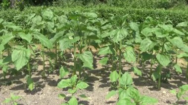 Ayçiçekli bir tarla manzarası