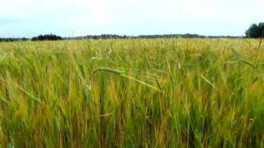 Tarladaki arpa kulakları manzarası
