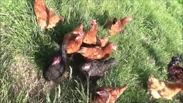 有机农场的母鸡 — 图库视频影像