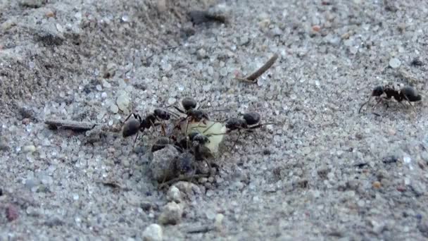 Çalışan Karıncaların Görünümü Çalışan Karıncalar — Stok video
