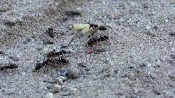 Tilikan Semut Yang Bekerja Semut Yang Berjalan — Stok Video