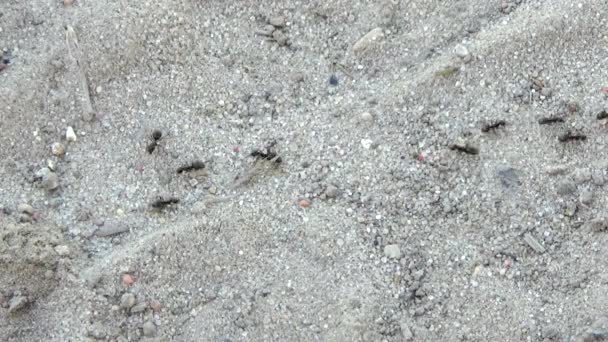 Άποψη Των Εργαζόμενων Μυρμηγκιών — Αρχείο Βίντεο
