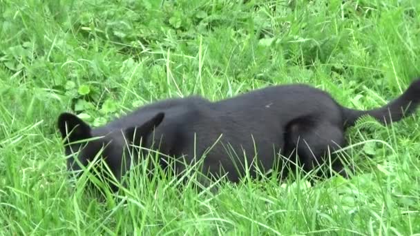 Câine Tânăr Iarbă Verde — Videoclip de stoc