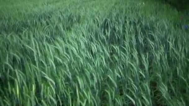 View Field Green Wheat — Stock Video