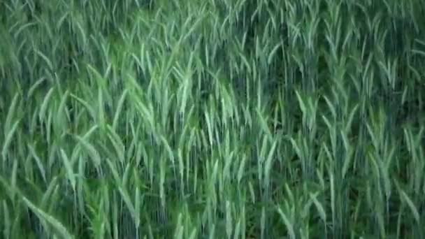 緑の小麦畑の眺め — ストック動画