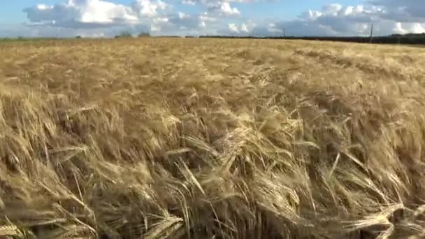 野原の穀物は — ストック動画