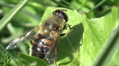 Bitkinin üzerindeki arı.