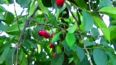 Ağaçtaki kirazlar rüzgarda