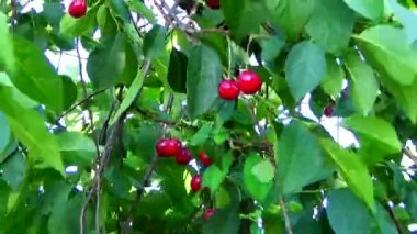 Ağaçtaki kirazlar rüzgarda