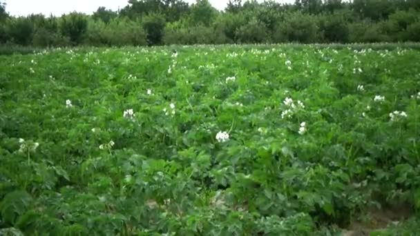 Över Ett Fält Med Blommande Potatis — Stockvideo