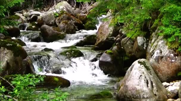 Górski Potok Tatrach — Wideo stockowe