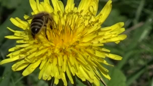 Бджола Рослині — стокове відео