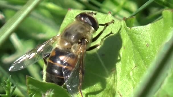 Lebah Pada Tanaman — Stok Video