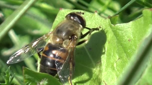 Пчела Заводе — стоковое видео