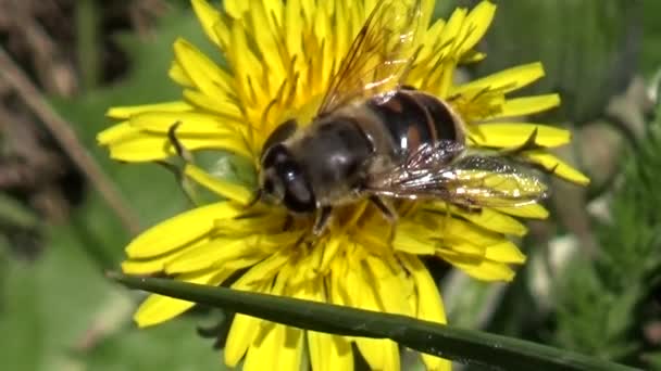 Die Biene Auf Der Pflanze — Stockvideo