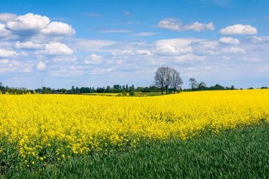 Çiçek açan bir kolza tohumu tarlası görüntüsü