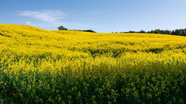 Çiçek açan bir kolza tohumu tarlası görüntüsü