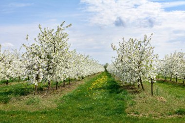 Vişne Bahçesi baharda çiçek açan.