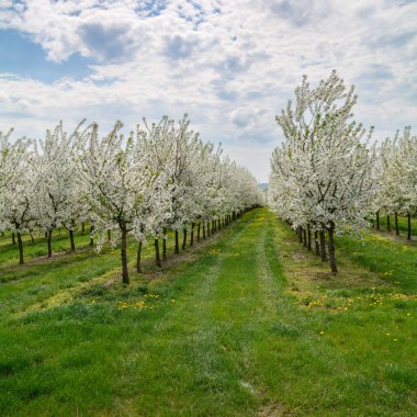Vişne Bahçesi baharda çiçek açan.