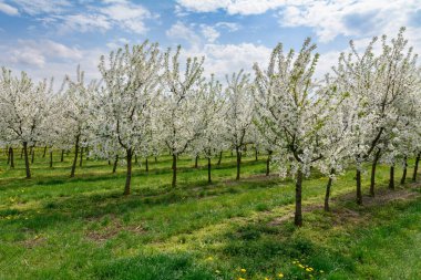Vişne Bahçesi baharda çiçek açan.